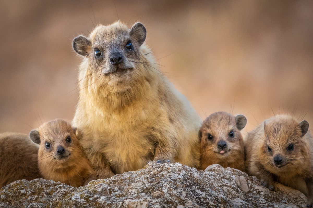 Female hyraxes will live in groups with their pups, and sometimes a single male. But it is the bachelor hyraxes who holler across Ein Gedi.