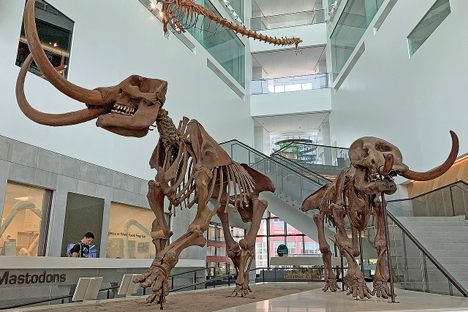 A mounted male (left) and female American mammoth at the University of Michigan Museum of Natural History. Both date to around 11,000 years ago.