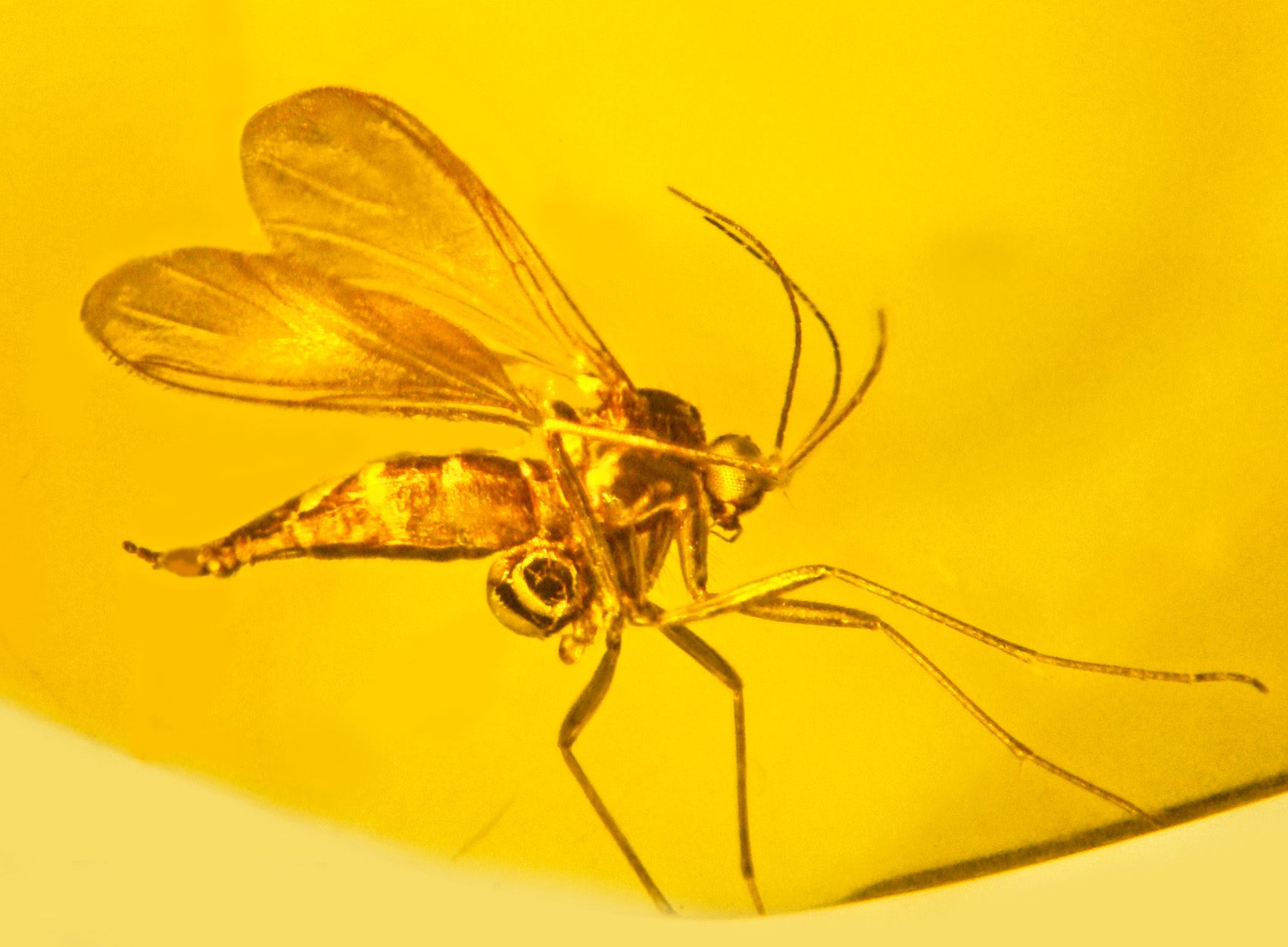 The round object under the fungus gnat's abdomen is an orchid pollinia.