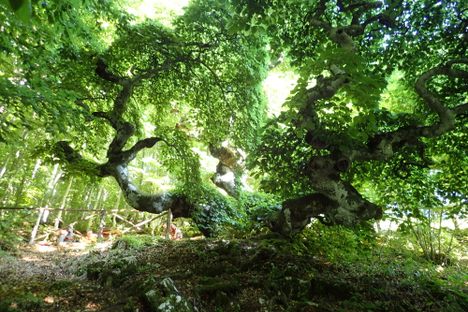 The majestic beech of Saint Francis.