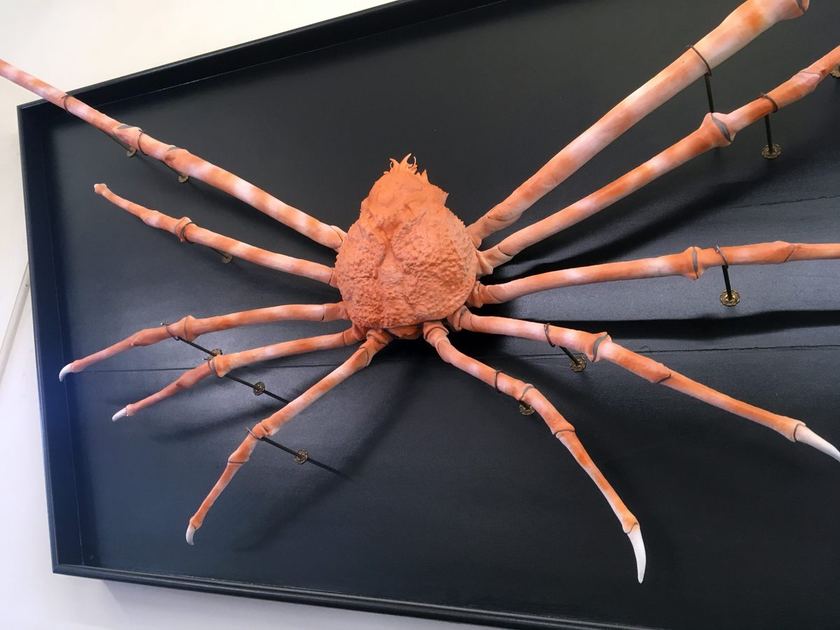 Japanese Giant Spider Crab – New Brunswick, New Jersey - Atlas Obscura