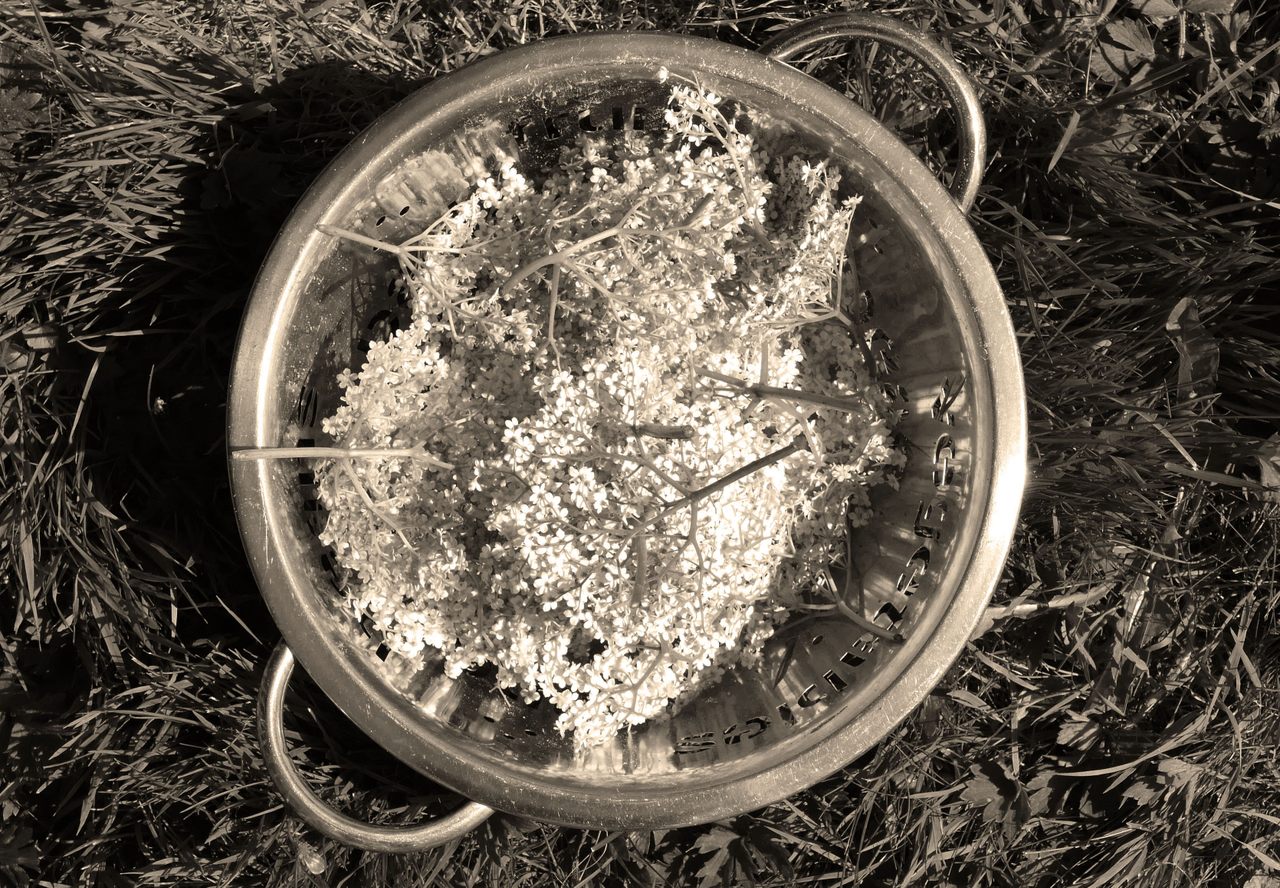 A bowl of picked elderflowers.*