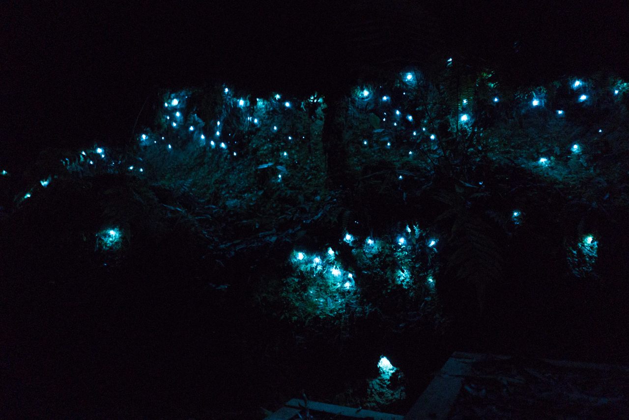 Glowworms, McLaren Falls Park in New Zealand