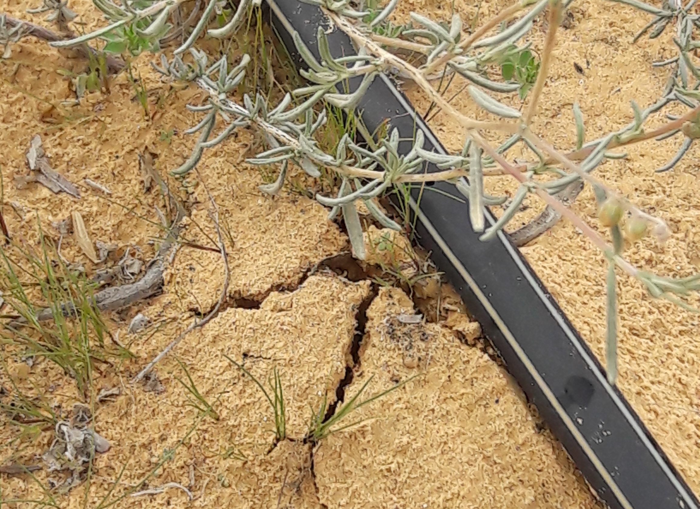 In the wild, cracks in the soil lead foragers to desert truffles.