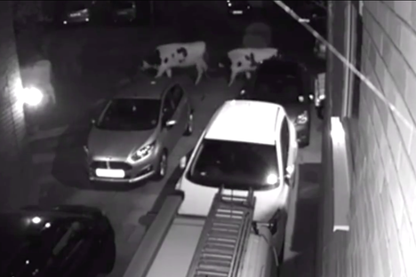 Rogue Herd of Cows Captured on Tape