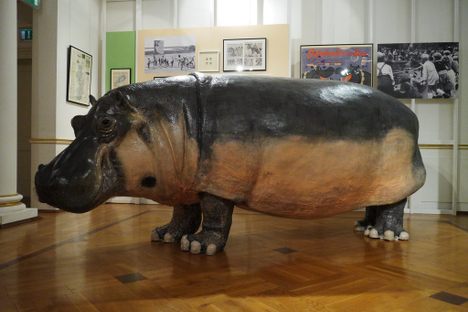A taxidermy of the son of Knautschke can be seen in the zoo's museum