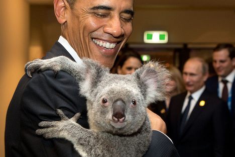 Koalas are Australia's Most Effective Diplomats