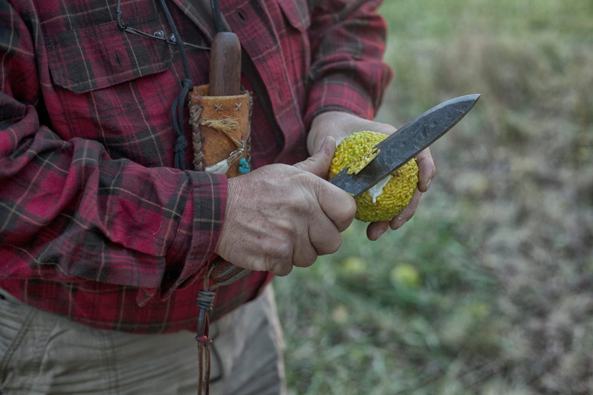 Marion cutting into an Osage orange. Although they are inedible, he loves the knobby, alien look of the fruit, and its treelike, symmetrical core.