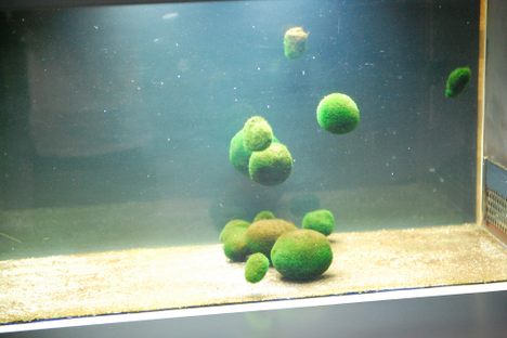 Marimo balls in an aquarium.
