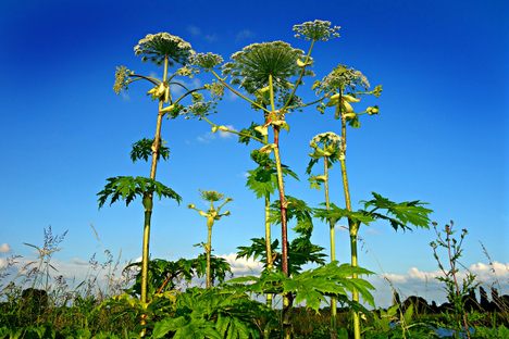 Giant hogweed, towering over other plants. 