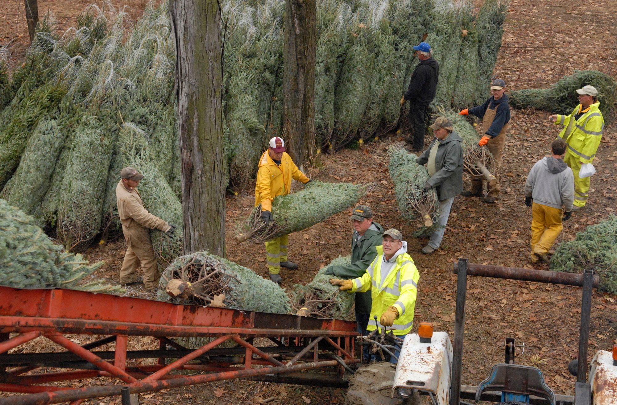 Christmas trees are loaded onto a tractor trailer at Musser Forests, Inc., in Indiana County, Pennsylvania.