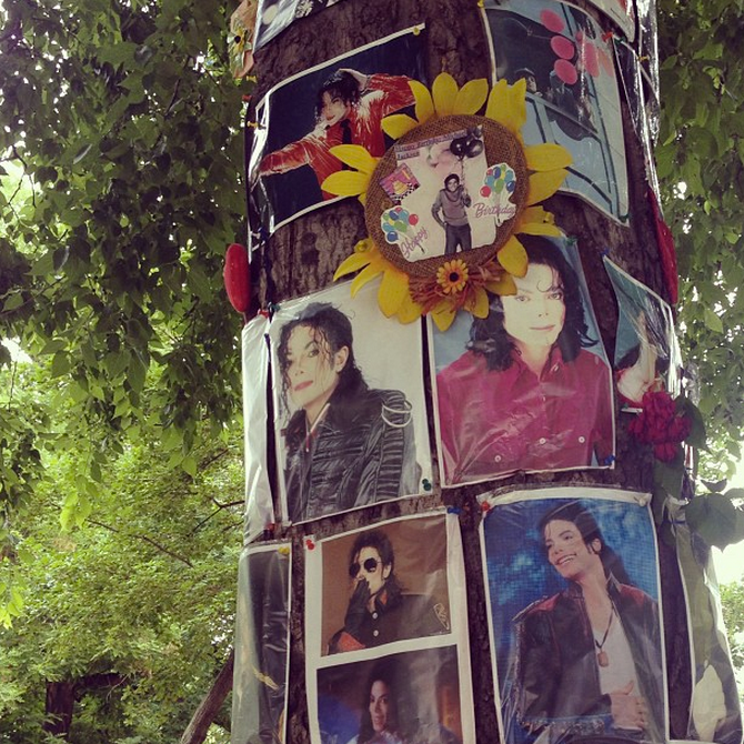 The tree in June 2013