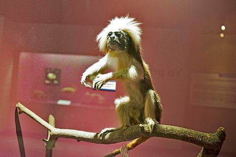 A rather creepy taxidermy specimen of a cotton top tamarin monkey