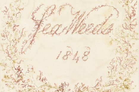 From Ocean to Ornament, the Most Extraordinary Victorian Seaweed Scrapbook