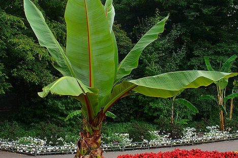 Despite its resemblance to a regular banana tree, enset does not bear edible fruit.