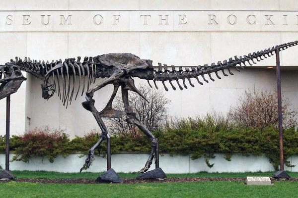 A bronze cast of the Army-owned Wankel's T. Rex, affectionately nicknamed "Big Mike," guards the Museum of the Rockies. 