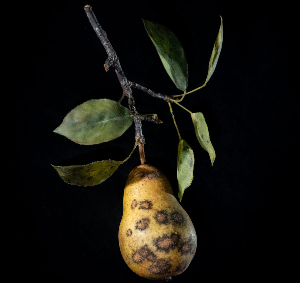 A glass pear, <em>Pyrus communis</em>, afflicted with pear scab, caused by the fungus <em>Venturia pirina</em>.