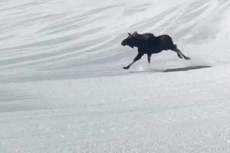 A Very Fast Moose Takes to the Slopes