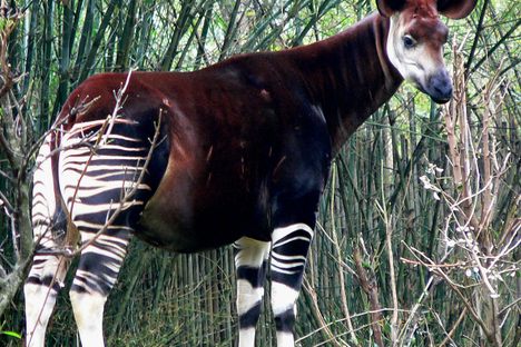 Okapi