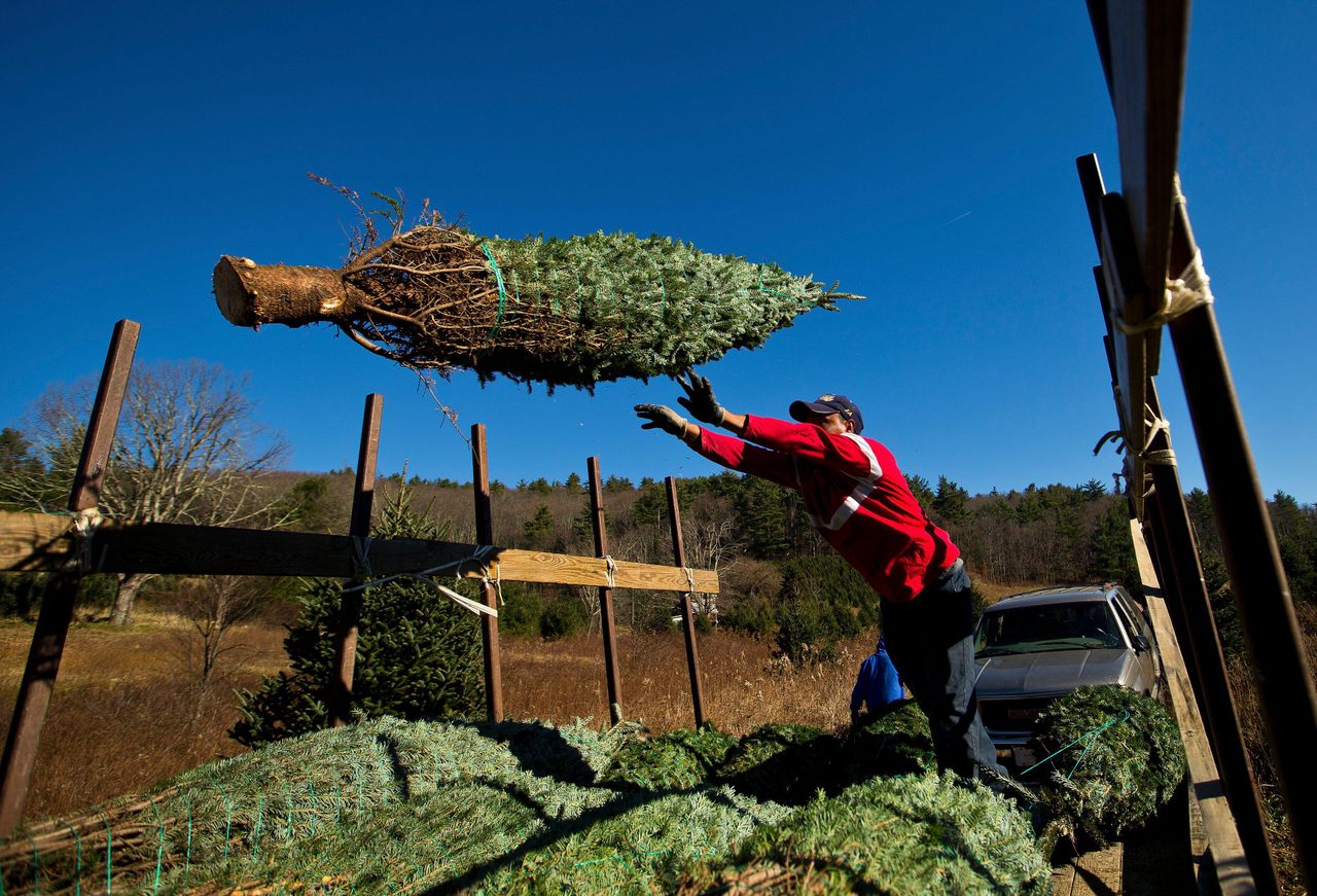 A baled Christmas tree is loaded at the Omni Farm in West Jefferson, North Carolina.