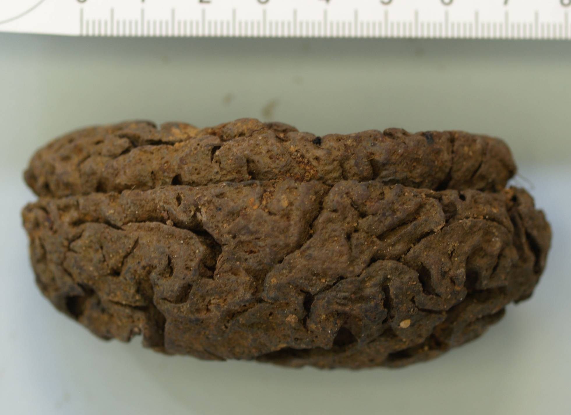 One of the preserved brains found in the grave.