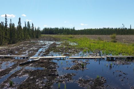 Cut off by a road, this bog has flooded unnaturally.