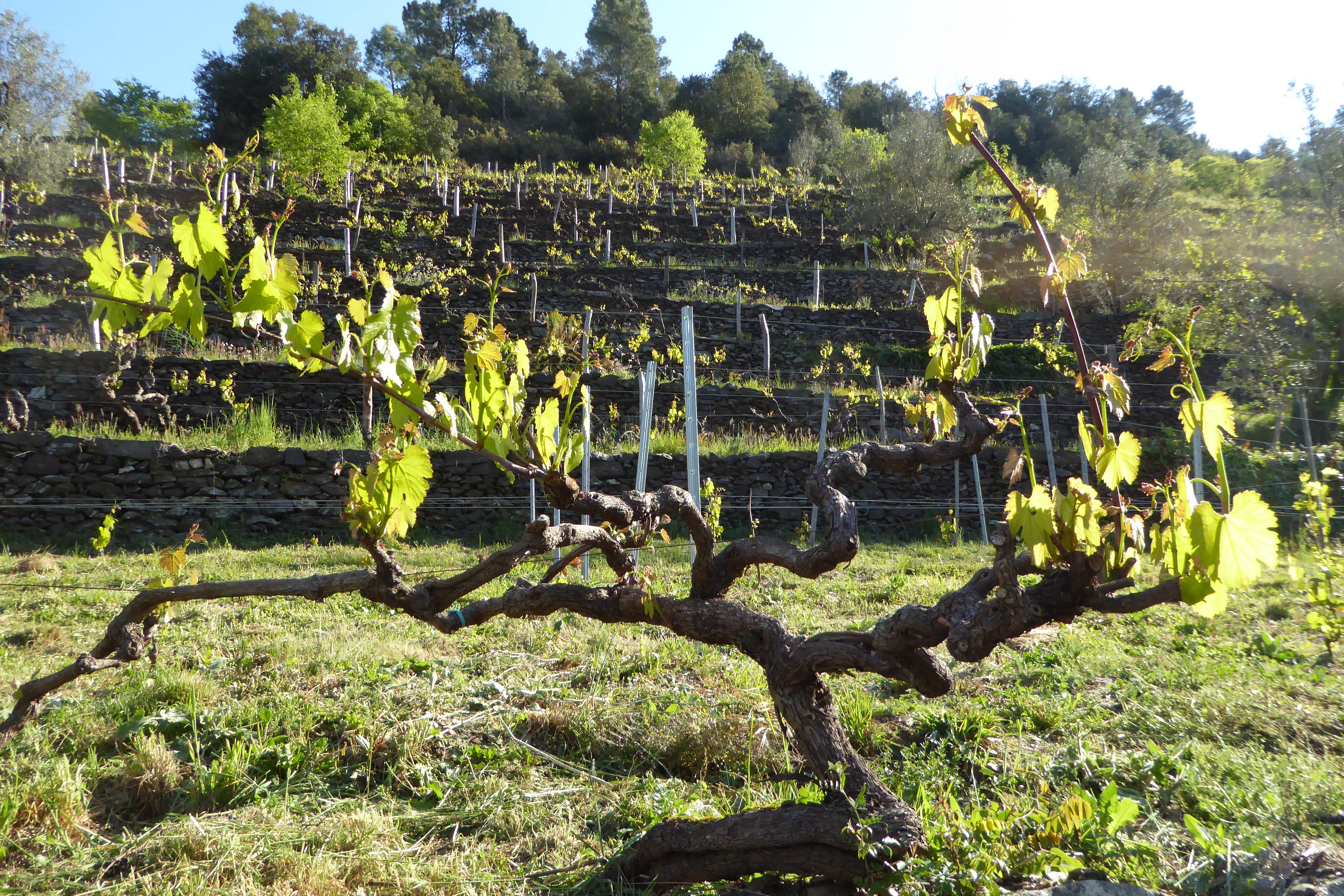 Beaumont's vines are a European-American hybrid.