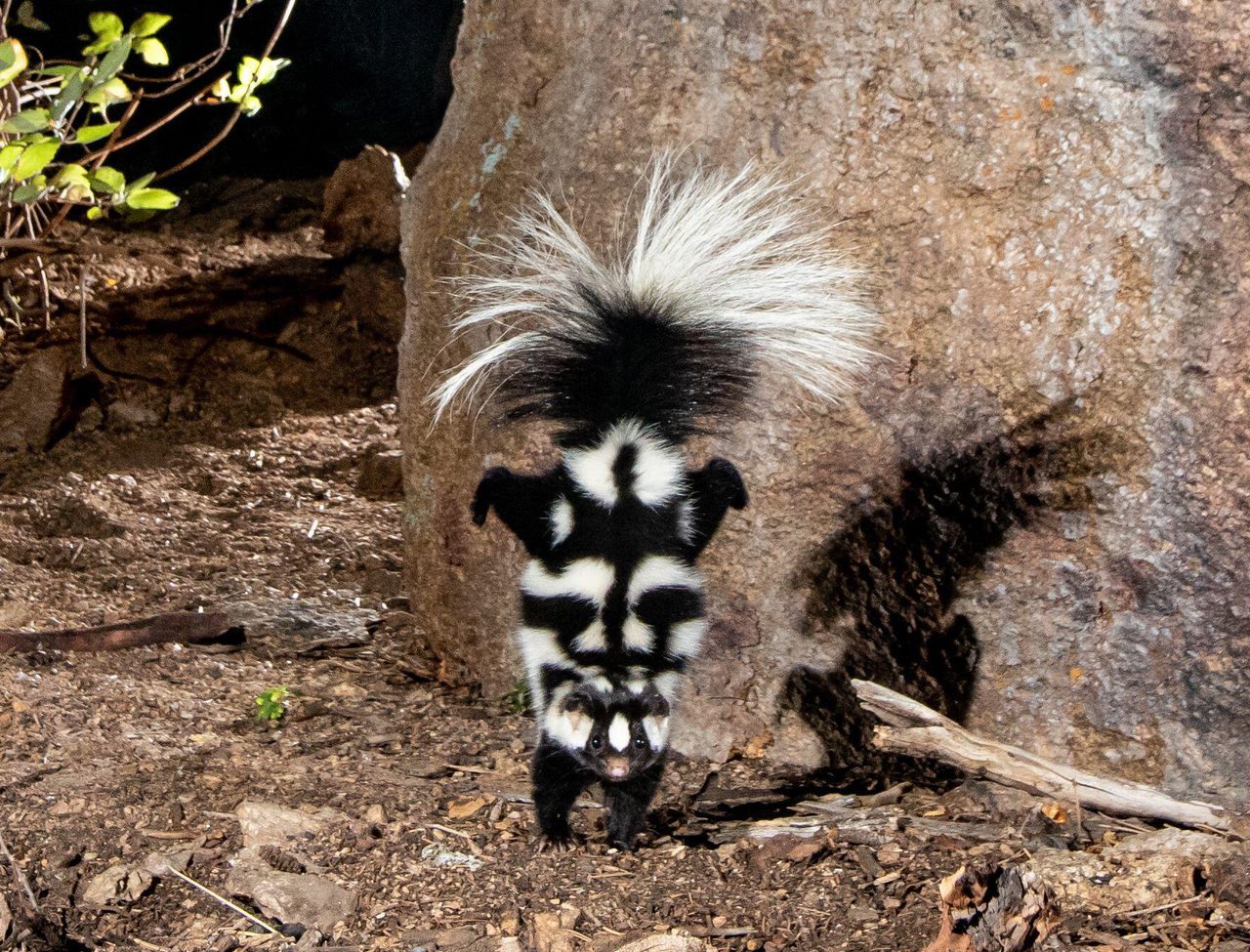 Spotted skunks perform an impressive handstand to appear twice their size and ward off would-be predators.