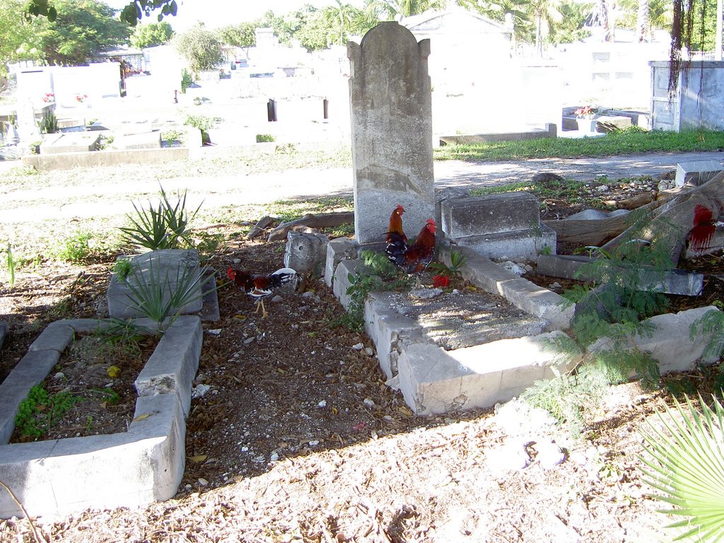 Chickens visit a graveyard in Key West.