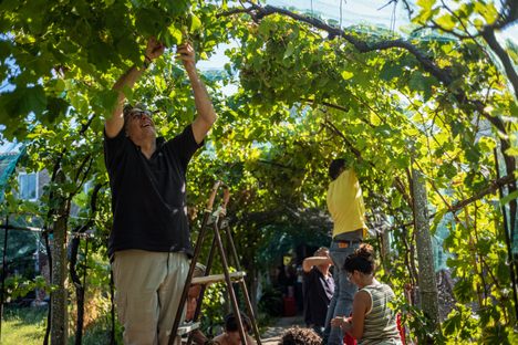 The volunteers of Laguna nel Bicchiere tend to their vines. 