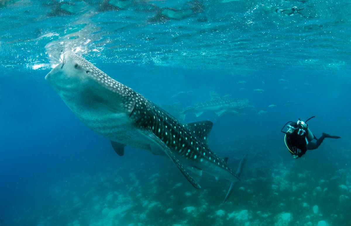 Whale sharks have unique constellations of white dots on their back that scientists can use to identify them. 