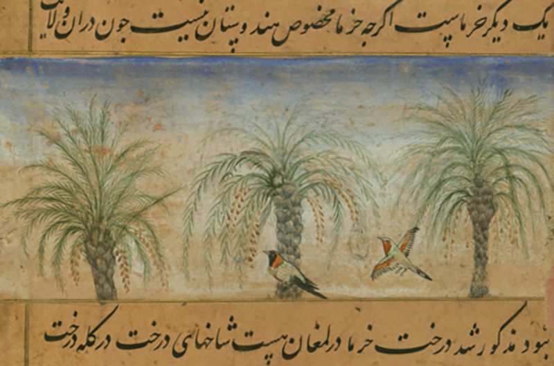 A detail of date trees illustrated in the <em>Baburnama</em>.