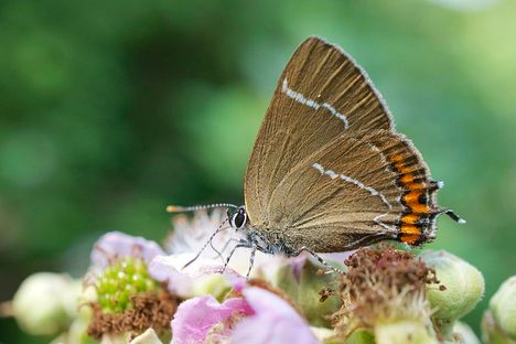 A white-letter hairstreak.