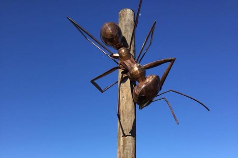 The Big Meat Ant.