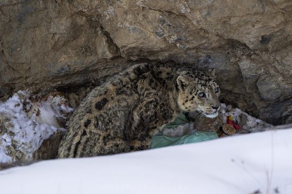 A snow leopard in a pile of garbage.