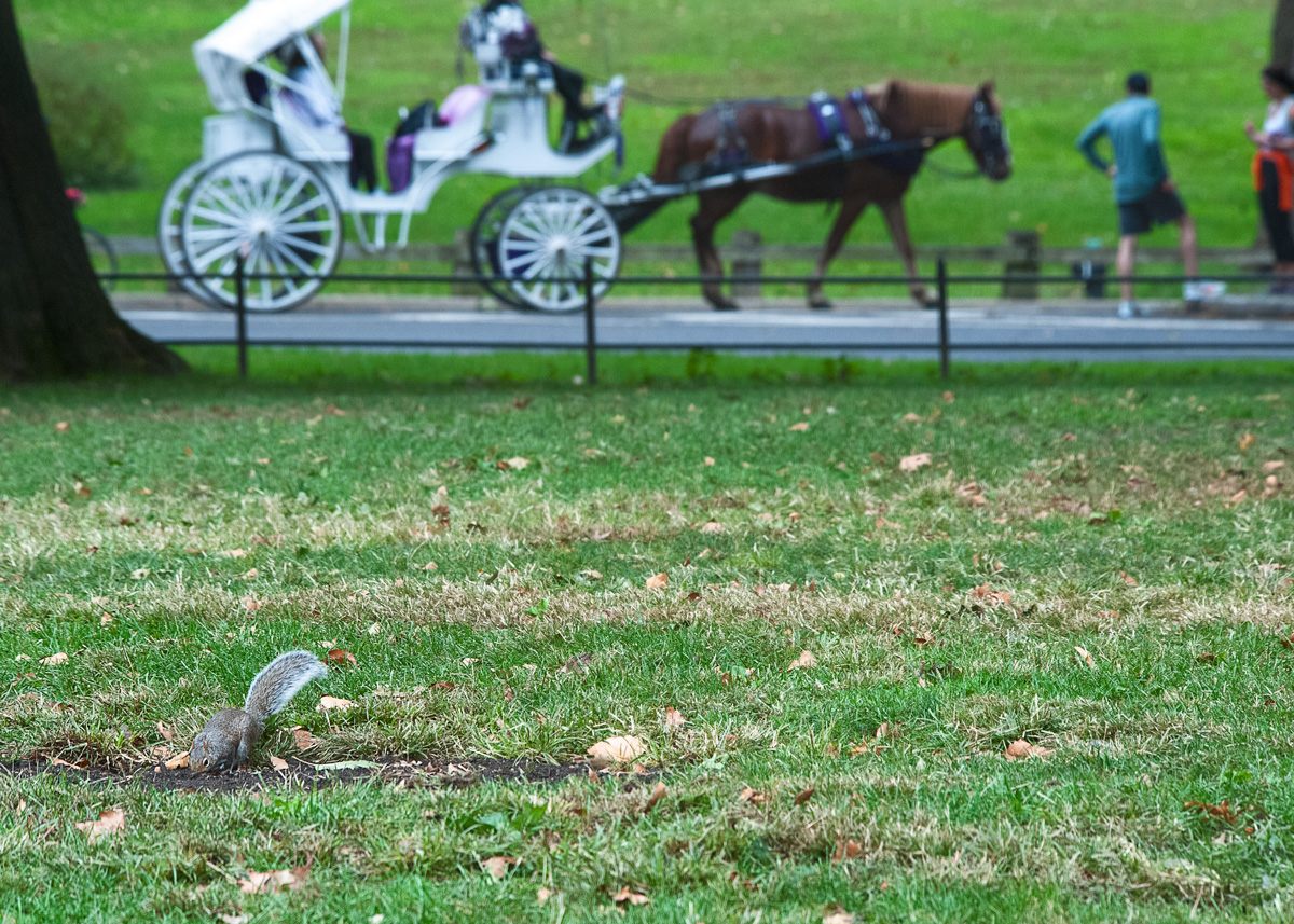 Many squirrels seemed totally unbothered by cyclists, scooters, and carriage horses.