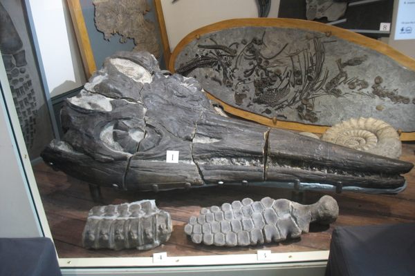 Temnodontosaurus platyodon skull at the Lyme Regis Museum.
