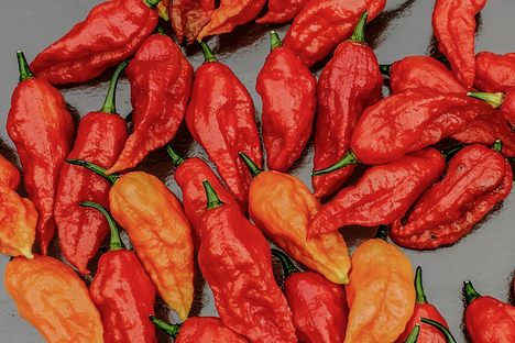 Ghost peppers, some of the hottest peppers on earth.