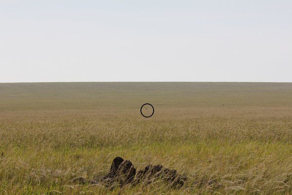 For some wildlife biologists, daily research begins with figuring out what that dot is.