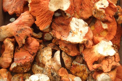Lobster mushrooms get their name from their color, which resembles the shell of a lobster.