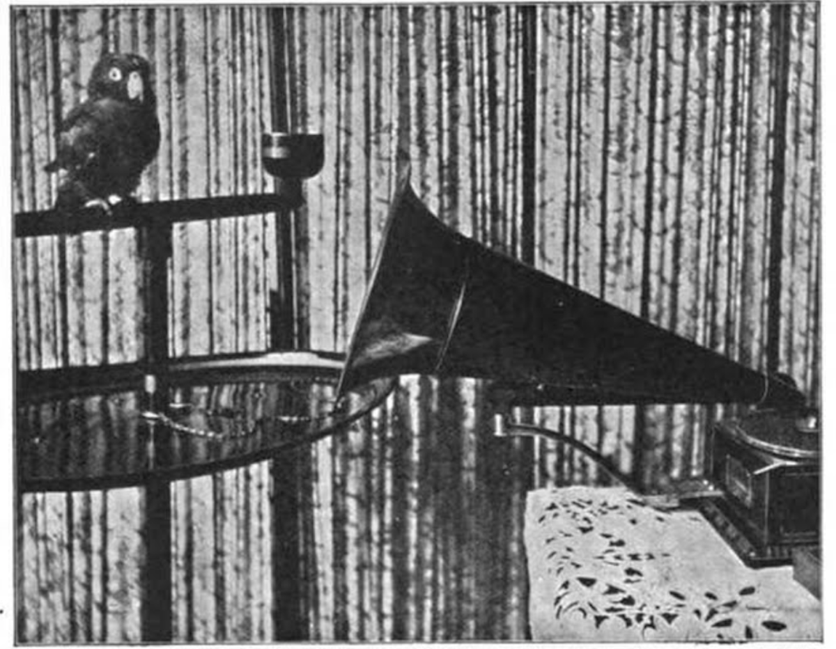 A phonograph teaches a parrot to speak. <em>The Strand Magazine</em>, 1903.