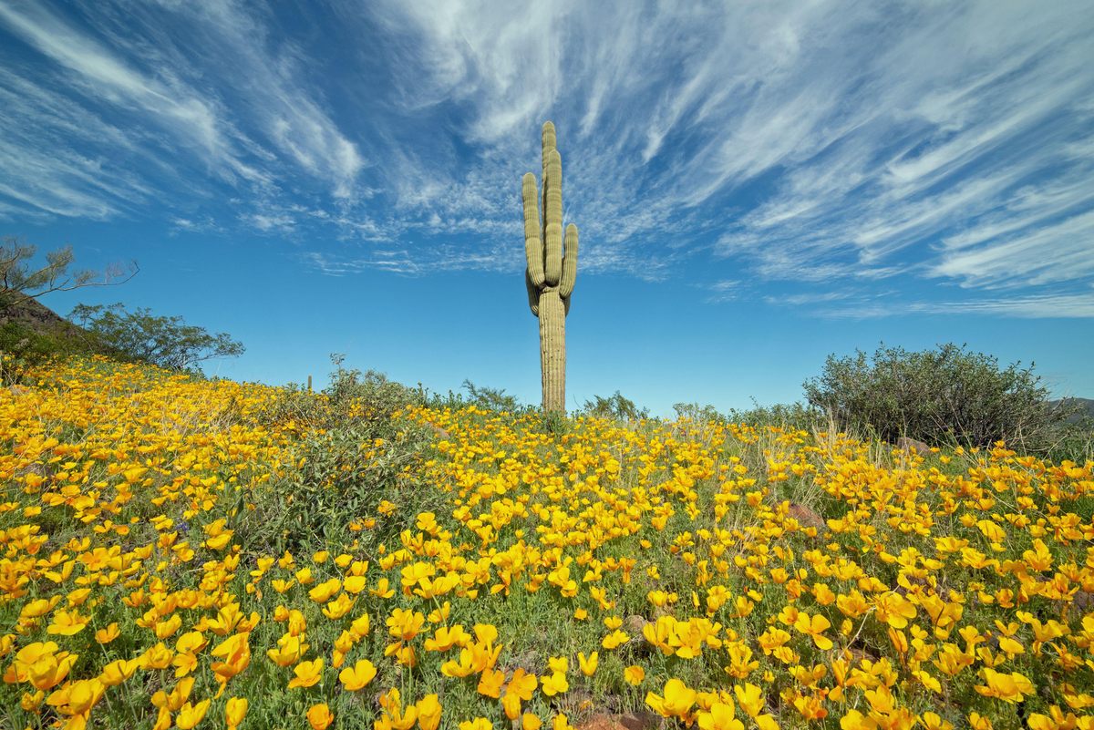 Stunning Wildflower Superbloom Photos That Will Have You Racing to the ...