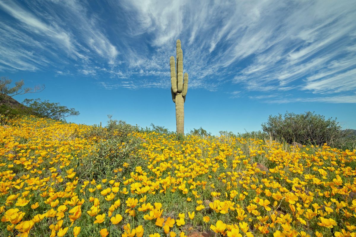 A field of vibrant yellow California poppies surrounds a towering saguaro cactus in Arizona’s Picacho Peak State Park, 40 miles north of Tucson. These tree-like cacti can grow to be more than 40 feet tall.