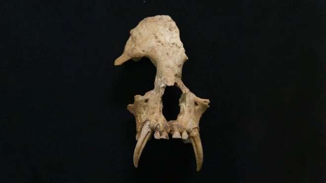 The skull of the newly-discovered gibbon.