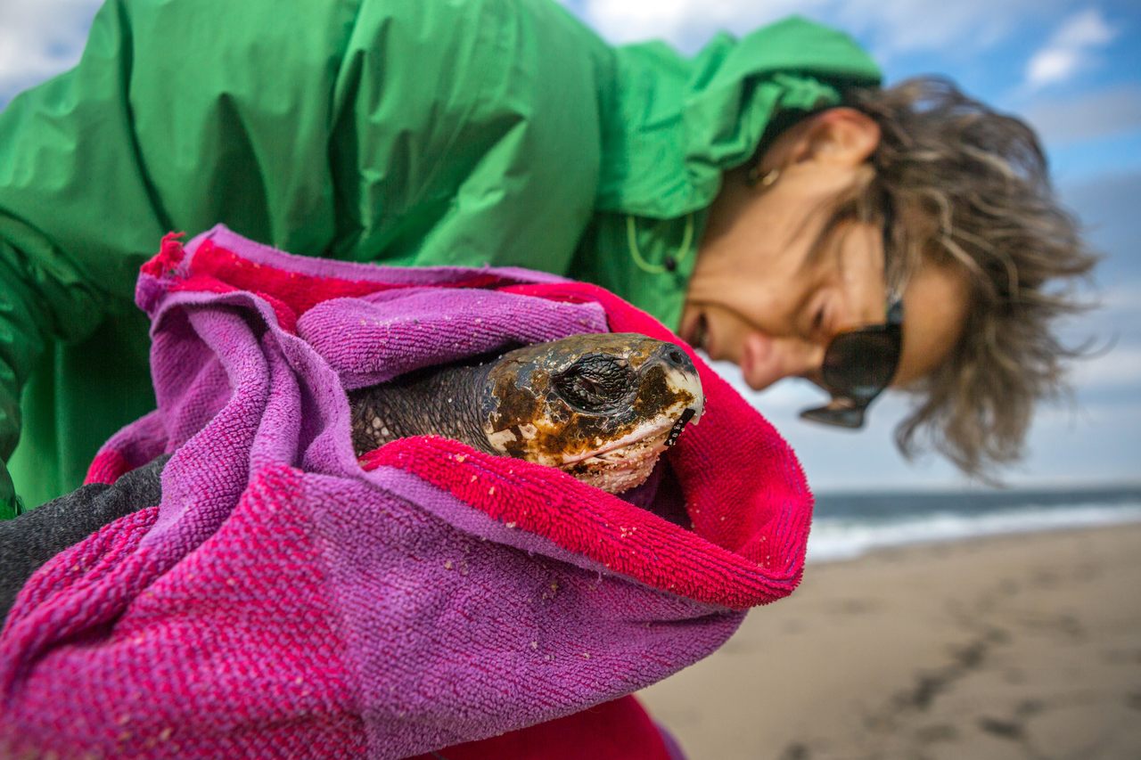 A cold-stunned Kemp's ridley sea turtle found on a wintry Cape Cod beach will be warmed and relocated to more hospitable waters.
