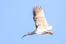 A wild toki soaring above Sado Island.