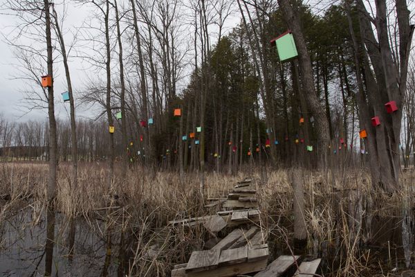 Colorful birdhouses fill the woods.