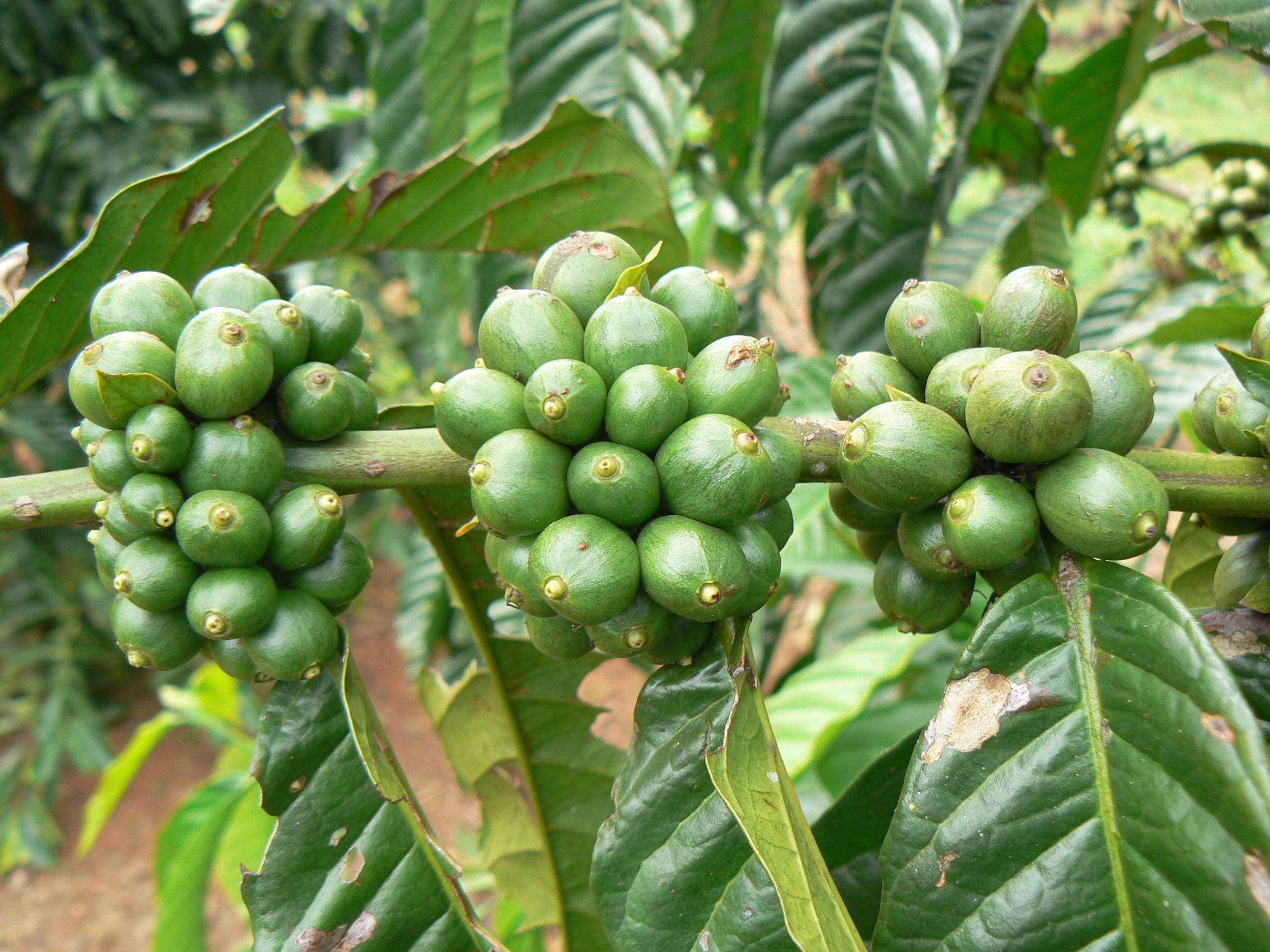 Coffee berries ripen on the tree in Uganda.
