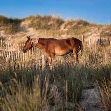 Corolla Wild Horses