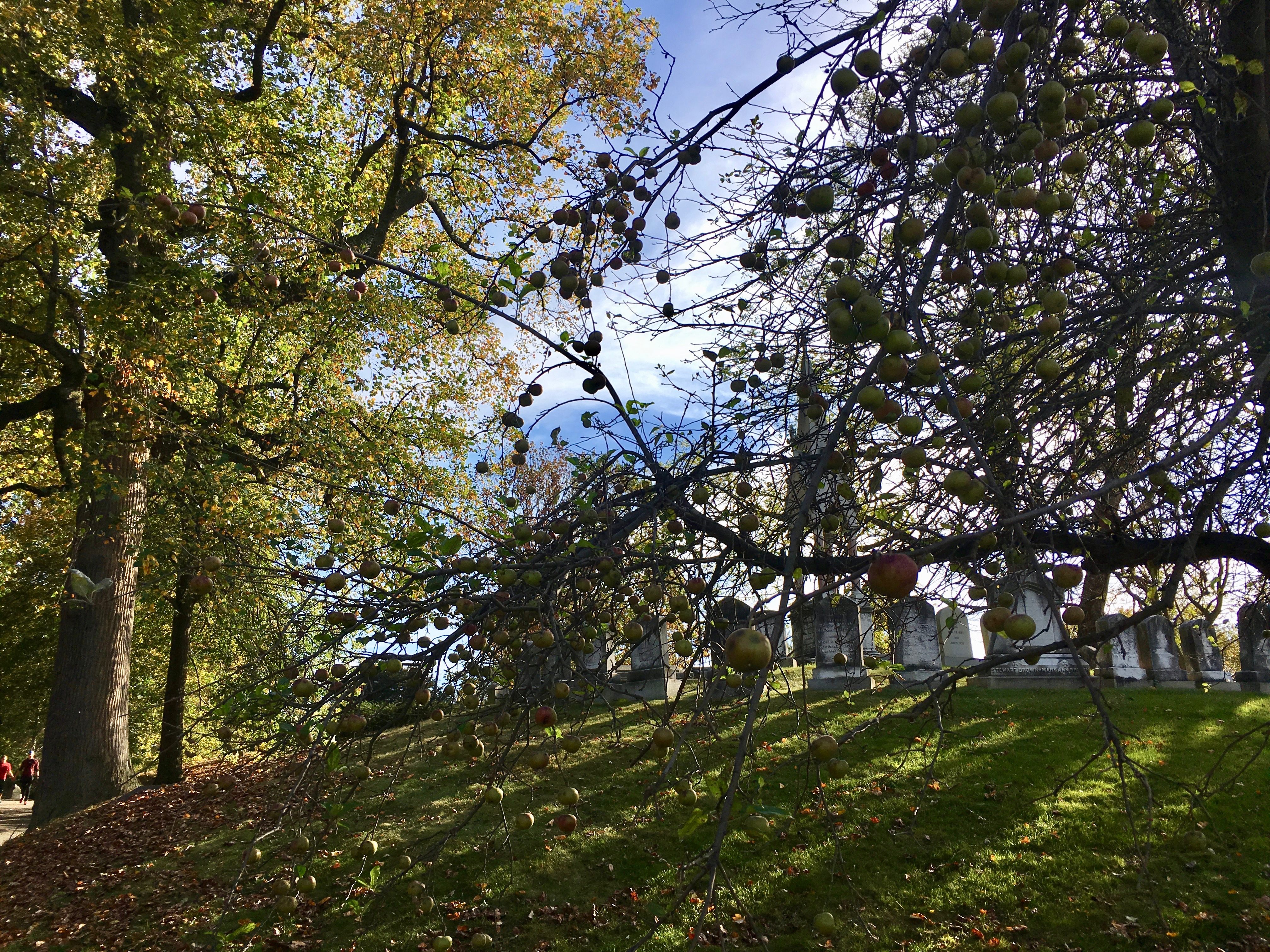 The Baldwin tree's home, inside Green-Wood Cemetery.